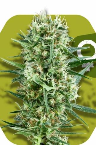 Crazy Cookies Feminizowane, Nasiona Marihuany, Konopi, Cannabis