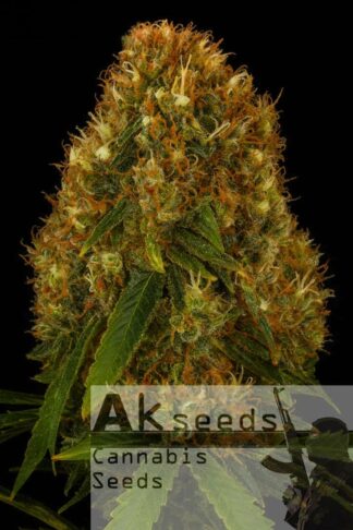 Crazy Orange Feminizowane, Nasiona Marihuany, Konopi, Cannabis