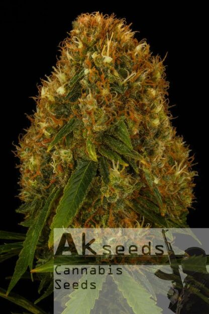 Crazy Orange Feminizowane, Nasiona Marihuany, Konopi, Cannabis
