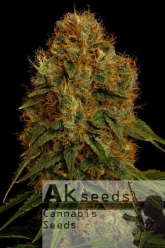 Crazy Orange Automatic Feminizowane, Nasiona Marihuany, Konopi, Cannabis