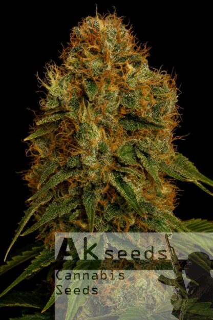 Crazy Orange Automatic Feminizowane, Nasiona Marihuany, Konopi, Cannabis