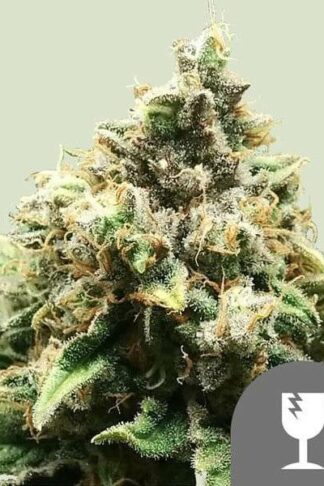 Critical Regularne, Nasiona Marihuany, Konopi, Cannabis