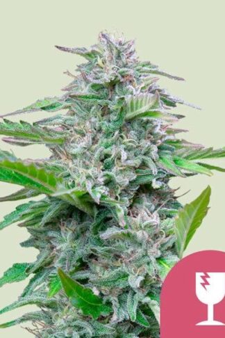 Critical Feminizowane, Nasiona Marihuany, Konopi, Cannabis