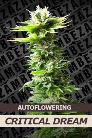 Critical Dream Automatic Feminizowane, Nasiona Marihuany, Konopi, Cannabis