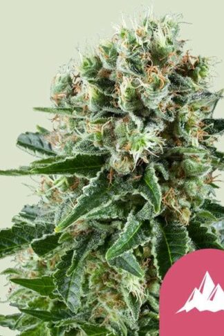 Critical Kush Feminizowane, Nasiona Marihuany, Konopi, Cannabis
