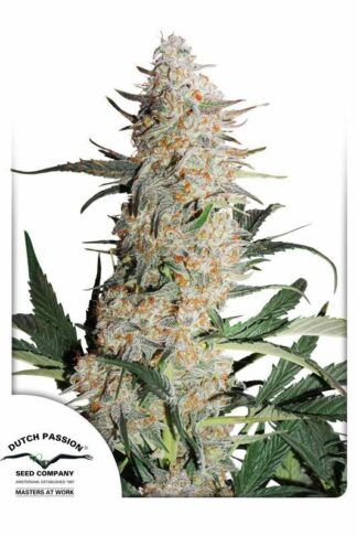 Critical Orange Punch Feminizowane, Nasiona Marihuany, Konopi, Cannabis