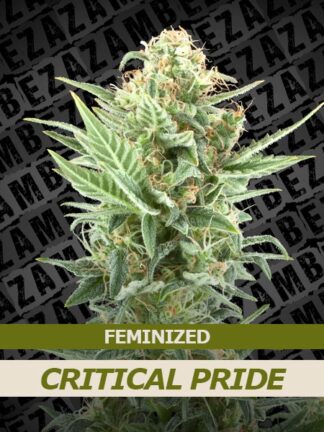 Critical Pride Feminizowane, Nasiona Marihuany, Konopi, Cannabis