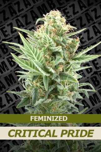 Critical Pride Feminizowane, Nasiona Marihuany, Konopi, Cannabis