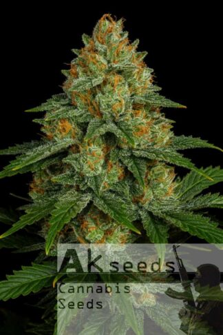 Critical Russian Automatic Feminizowane, Nasiona Marihuany, Konopi, Cannabis