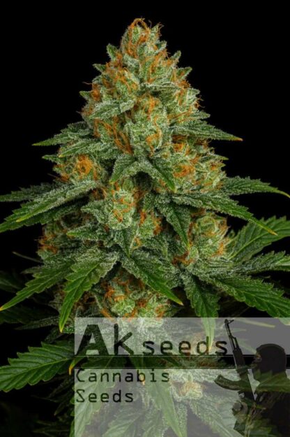 Critical Russian Automatic Feminizowane, Nasiona Marihuany, Konopi, Cannabis
