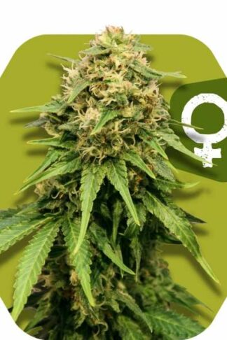 Critical XXL Feminizowane, Nasiona Marihuany, Konopi, Cannabis