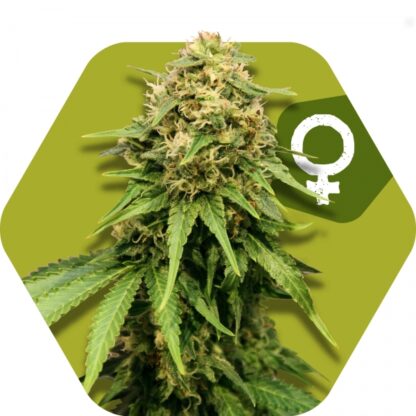 Critical XXL Feminizowane, Nasiona Marihuany, Konopi, Cannabis