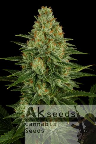 Crystal Kush Feminizowane, Nasiona Marihuany, Konopi, Cannabis
