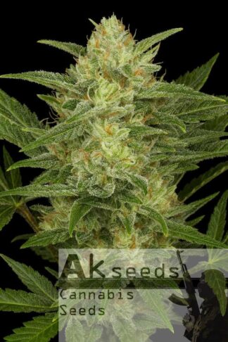 Crystal Kush Automatic Feminizowane, Nasiona Marihuany, Konopi, Cannabis