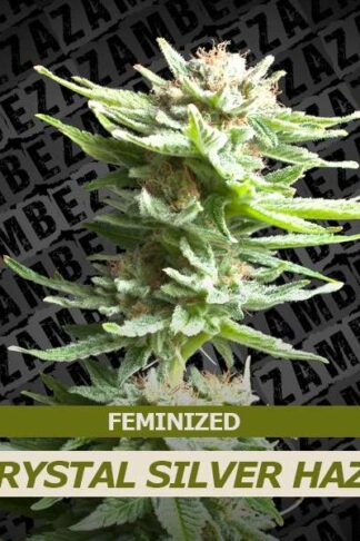 Crystal Silver Haze Feminizowane, Nasiona Marihuany, Konopi, Cannabis