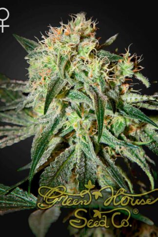 Damn Sour Feminizowane, Nasiona Marihuany, Konopi, Cannabis