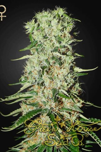 Damnesia Feminizowane, Nasiona Marihuany, Konopi, Cannabis