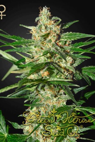 Damnesia Automatic Feminizowane, Nasiona Marihuany, Konopi, Cannabis