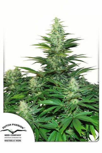 Dark Delight Feminizowane, Nasiona Marihuany, Konopi, Cannabis