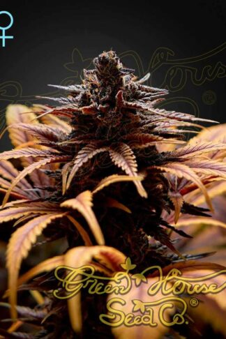 Deep Candy Feminizowane, Nasiona Marihuany, Konopi, Cannabis