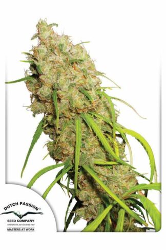 Desfran Feminizowane, Nasiona Marihuany, Konopi, Cannabis