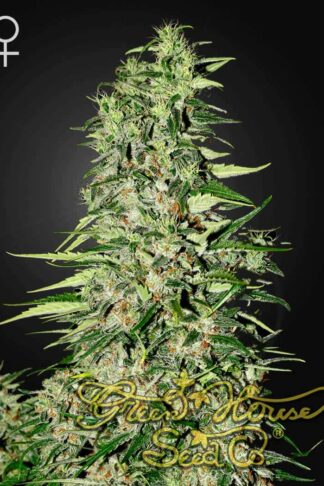 Diamond Girl Feminizowane, Nasiona Marihuany, Konopi, Cannabis