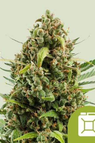 Diesel Automatic Feminizowane, Nasiona Marihuany, Konopi, Cannabis