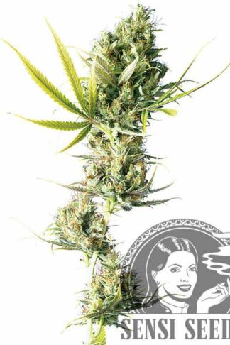Durban Feminizowane, Nasiona Marihuany, Konopi, Cannabis