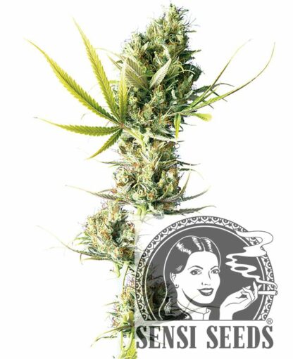 Durban Feminizowane, Nasiona Marihuany, Konopi, Cannabis