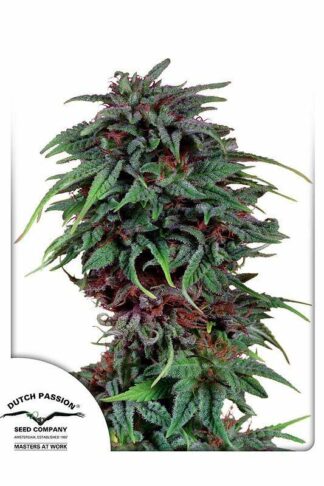 Durban Poison Regularne, Nasiona Marihuany, Konopi, Cannabis
