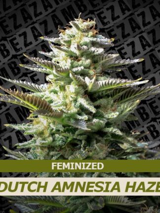 Dutch Amnesia Haze Feminizowane, Nasiona Marihuany, Konopi, Cannabis