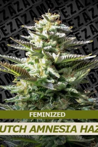 Dutch Amnesia Haze Feminizowane, Nasiona Marihuany, Konopi, Cannabis