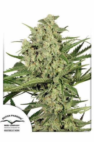 Dutch Cheese Feminizowane, Nasiona Marihuany, Konopi, Cannabis