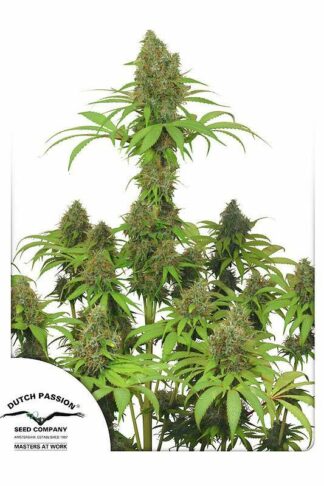 Dutch Haze Feminizowane, Nasiona Marihuany, Konopi, Cannabis