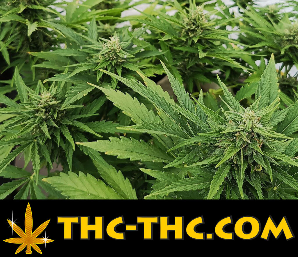 autoflowering z dużym plonem xxl lub szybki z krótkim cyklem wzrostu