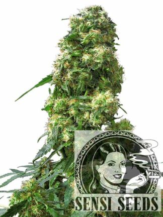 Early Skunk Feminizowane, Nasiona Marihuany, Konopi, Cannabis