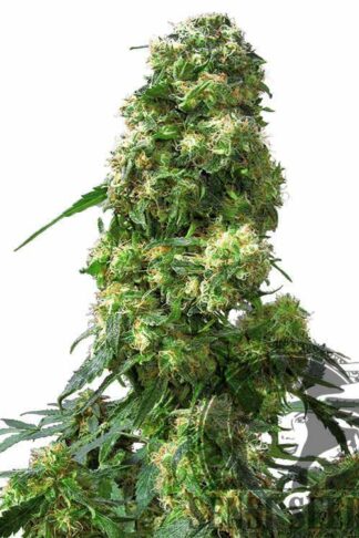 Early Skunk Feminizowane, Nasiona Marihuany, Konopi, Cannabis