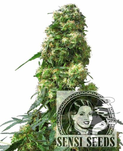 Early Skunk Feminizowane, Nasiona Marihuany, Konopi, Cannabis