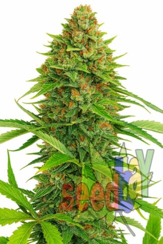 Early Skunk Feminizowane, Nasiona Marihuany, Konopi, Cannabis