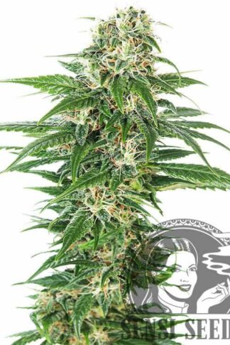 Early Skunk Automatic Feminizowane, Nasiona Marihuany, Konopi, Cannabis