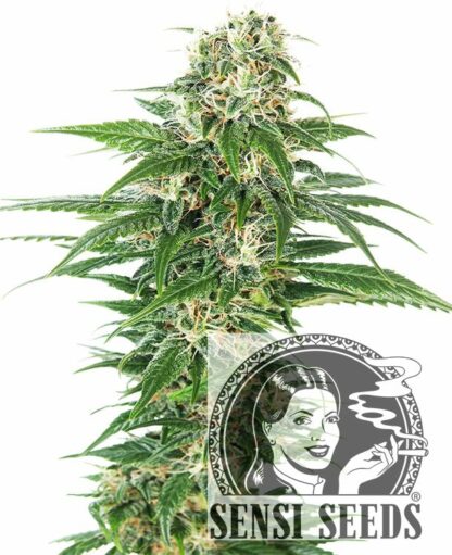 Early Skunk Automatic Feminizowane, Nasiona Marihuany, Konopi, Cannabis