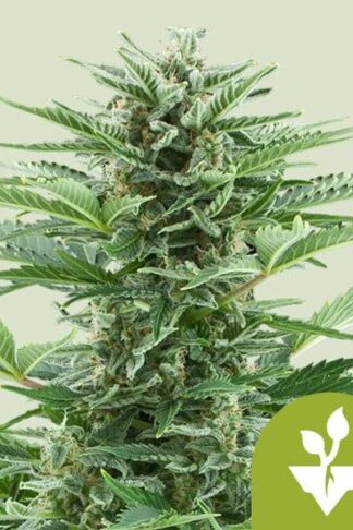 Easy Bud Automatic Feminizowane, Nasiona Marihuany, Konopi, Cannabis