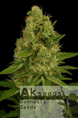 Easy Plant XXL Automatic Feminizowane, Nasiona Marihuany, Konopi, Cannabis