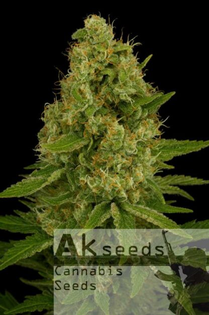 Easy Plant XXL Automatic Feminizowane, Nasiona Marihuany, Konopi, Cannabis