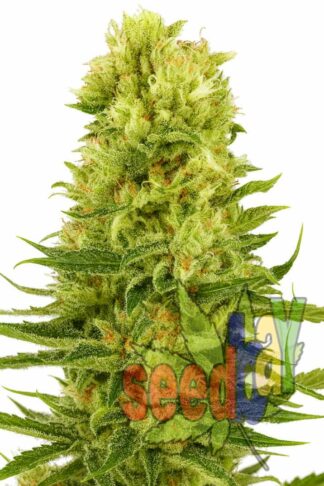 Easy Sativa XXL Feminizowane, Nasiona Marihuany, Konopi, Cannabis