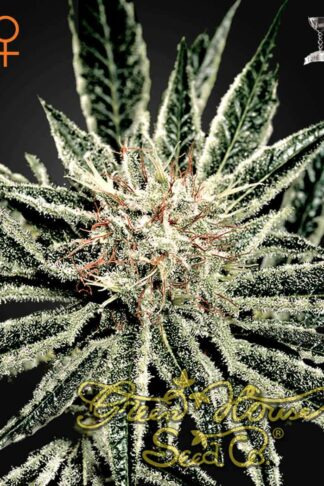 El Niño Feminizowane, Nasiona Marihuany, Konopi, Cannabis