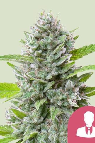 El Patron Feminizowane, Nasiona Marihuany, Konopi, Cannabis