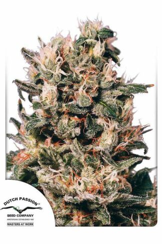 Euforia Regularne, Nasiona Marihuany, Konopi, Cannabis