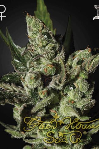 Exodus Cheese Feminizowane, Nasiona Marihuany, Konopi, Cannabis