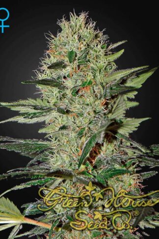 Exodus Cheese Automatic Feminizowane, Nasiona Marihuany, Konopi, Cannabis
